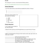 Cow Eye Dissection Data Sheet And Cow Eye Dissection Worksheet