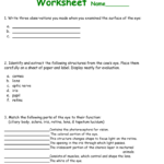 Cow Eye Dissection Worksheet In Cow Eye Dissection Worksheet