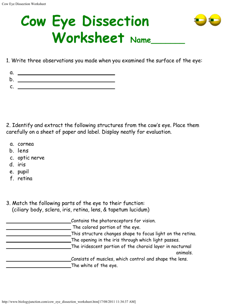 Cow Eye Dissection Worksheet Intended For Cow Eye Dissection Worksheet Answers