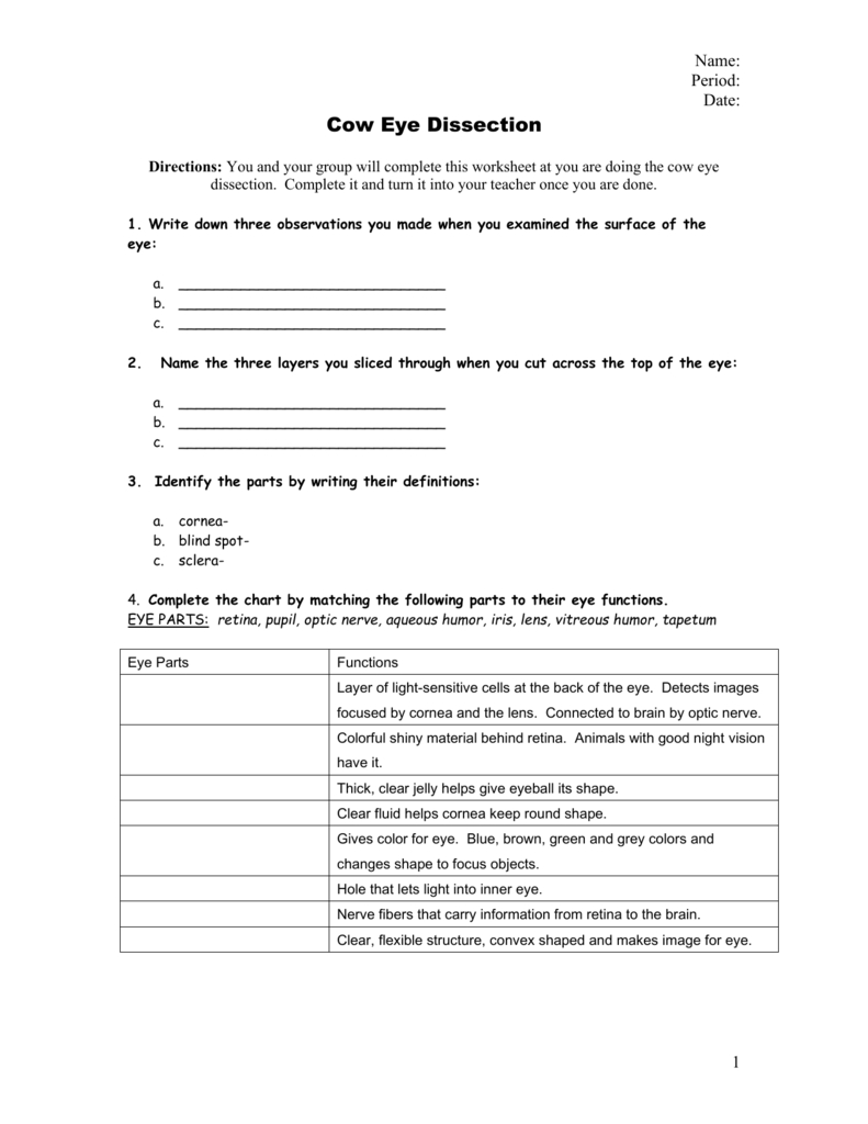 Cow Eye Dissection Worksheet Scaffolded And Cow Eye Dissection Worksheet