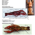 Crawfishcrayfish Dissection Prelab Notes Along With Crayfish Dissection Worksheet