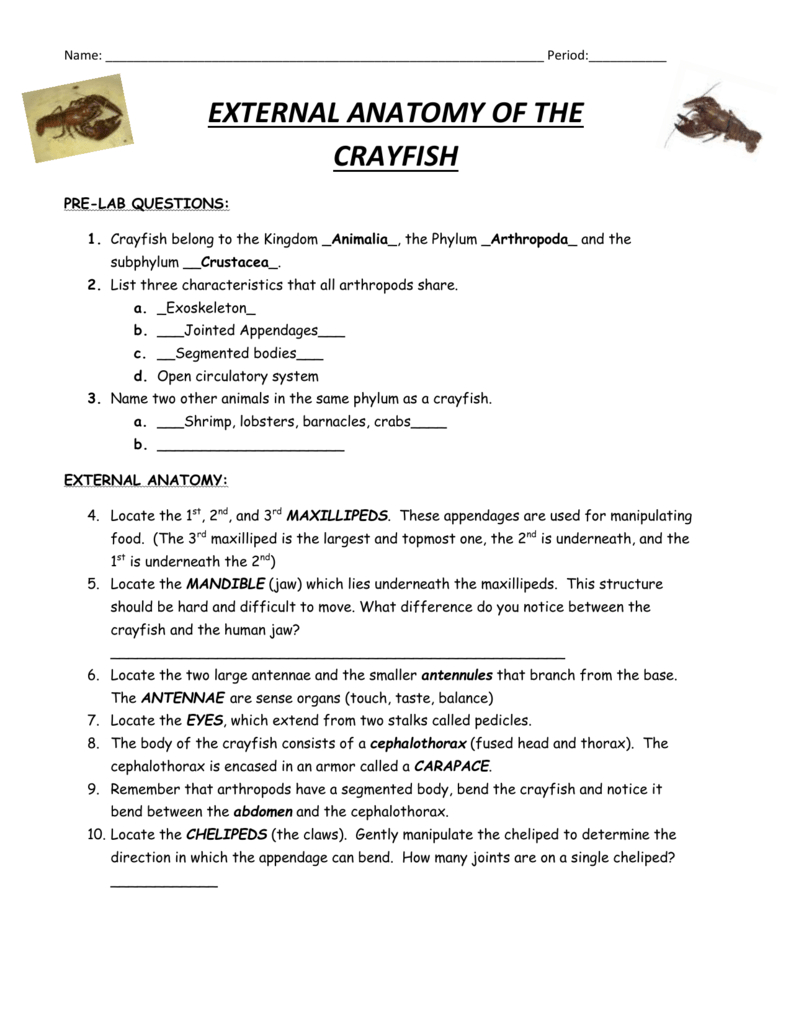 Crayfish Dissection Answers And Crayfish Dissection Worksheet Answers