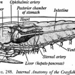 Crayfish Dissection  Biology Junction Intended For Crayfish Dissection Worksheet