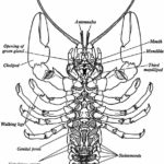 Crayfish Dissection  Biology Junction Within Crayfish Dissection Worksheet