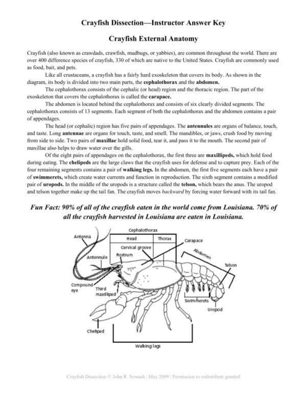 Crayfish Dissection Worksheet — excelguider.com