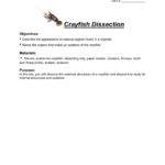 Crayfish Dissection Key  Mr Lesiuk Throughout Crayfish Dissection Worksheet