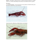 Crayfish Dissection Lab Within Crayfish Dissection Worksheet Answers
