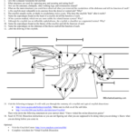 Crayfish Dissection Prelab With Crayfish Dissection Worksheet