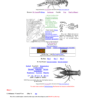 Crayfish Dissection Together With Crayfish Dissection Worksheet Answers