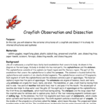 Crayfish Observation And Dissection Intended For Crayfish Dissection Worksheet