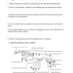 Crayfishdissectionworksheet0708 For Crayfish Dissection Worksheet