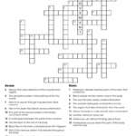 Crossword Nervous System With Regard To Chapter 7 The Nervous System Worksheet Answers