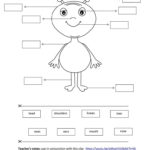 Cut  Paste Activity Body Parts Worksheet  Free Esl Printable Intended For Rhyming Worksheets For Kindergarten Cut And Paste