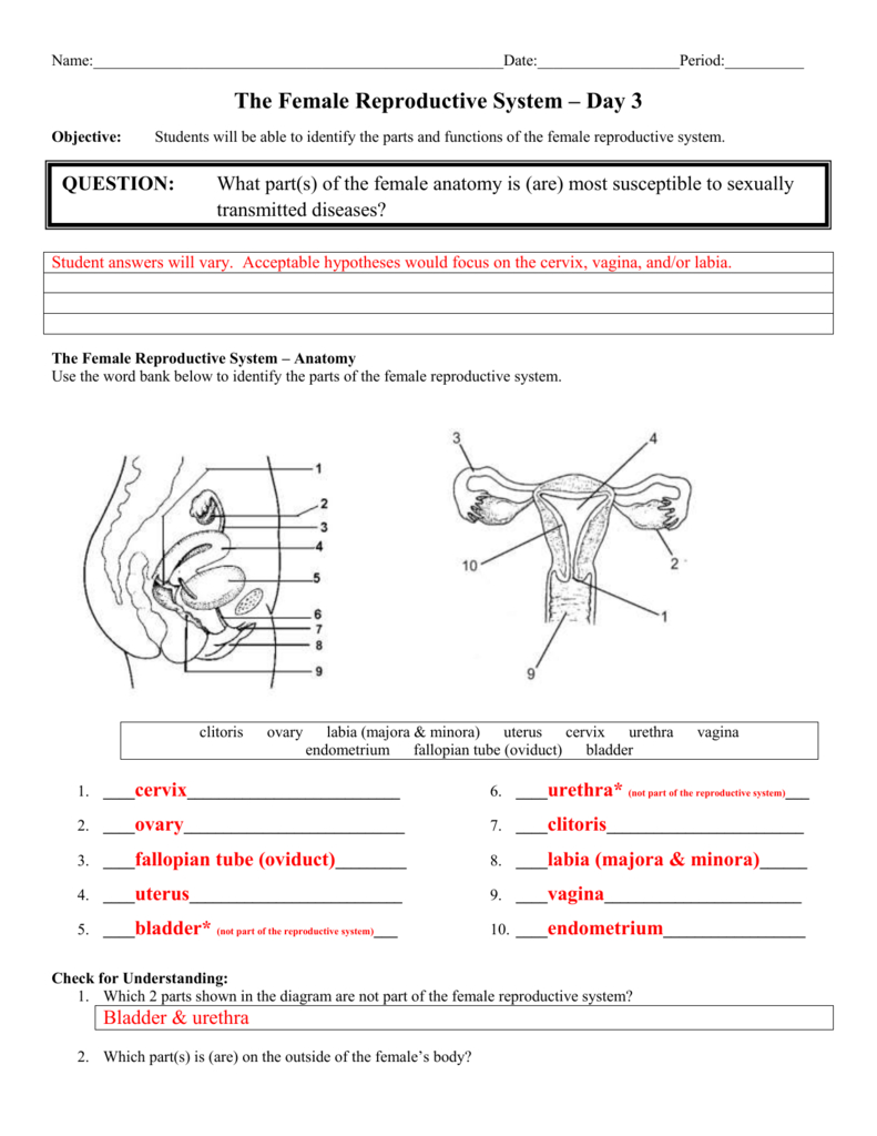 Day 3 Female Anatomy  Answer Sheet Along With Female Reproductive System Worksheet