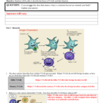 Day 7 Basics Of The Immune System Tcells  Answer With Cells Of The Immune System Student Worksheet