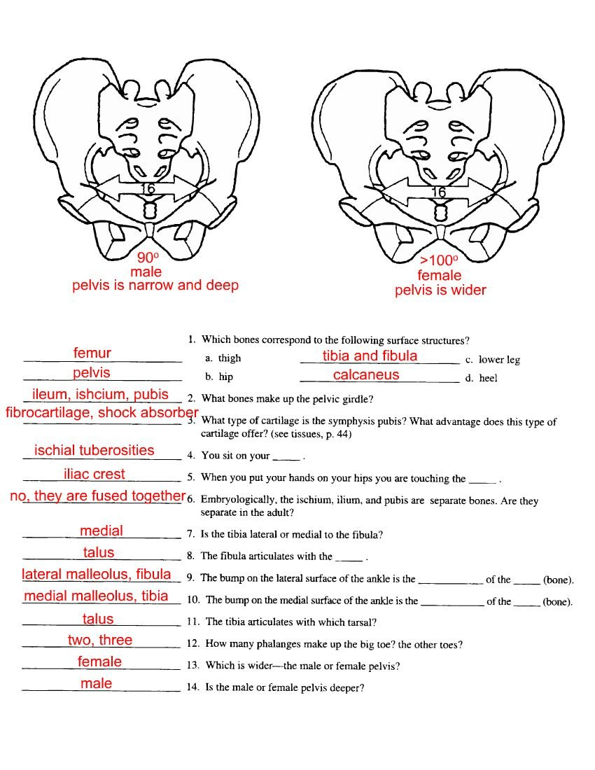 December With Regard To Joints Worksheet Answers