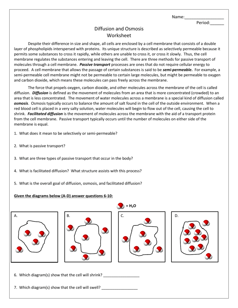 Diffusion And Osmosis Worksheet For Osmosis Worksheet Answers