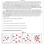 Diffusion And Osmosis Worksheet Together With Biology Diffusion And Osmosis Worksheet Answer Key