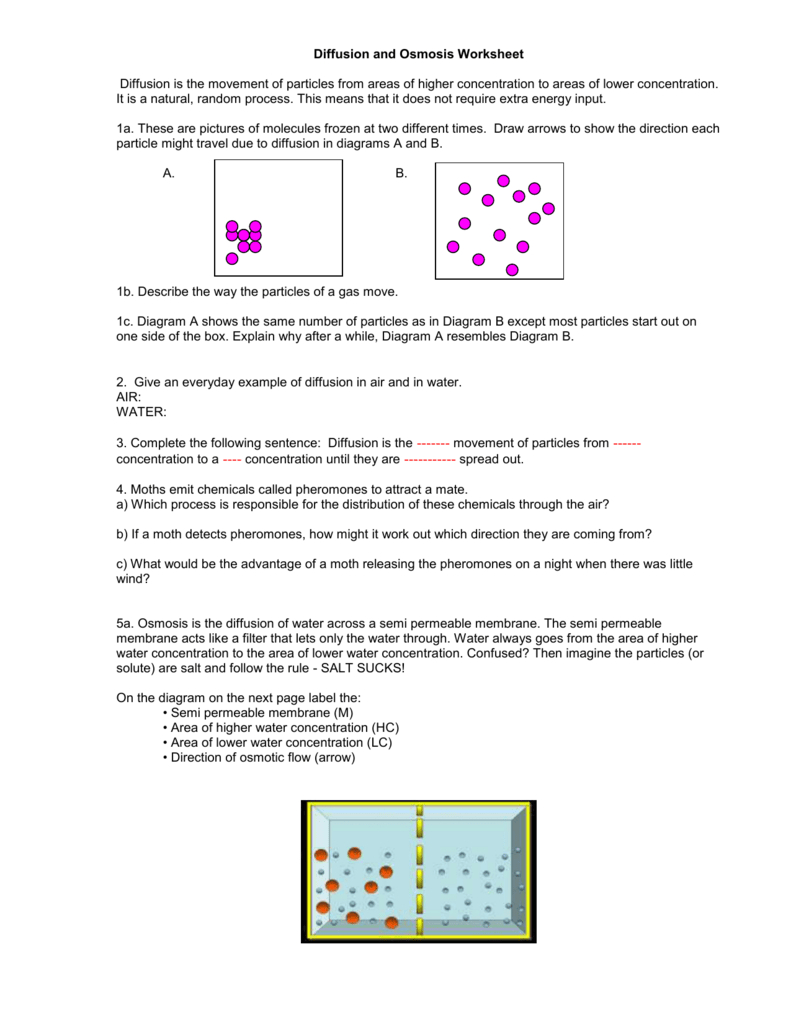 Diffusion And Osmosis Worksheet With Science 8 Diffusion And Osmosis Worksheet Answers