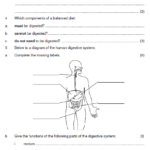 Digestion Worksheet With Regard To Joints And Movement Worksheet