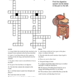 Digestive System Crossword With Digestive System Worksheet Pdf
