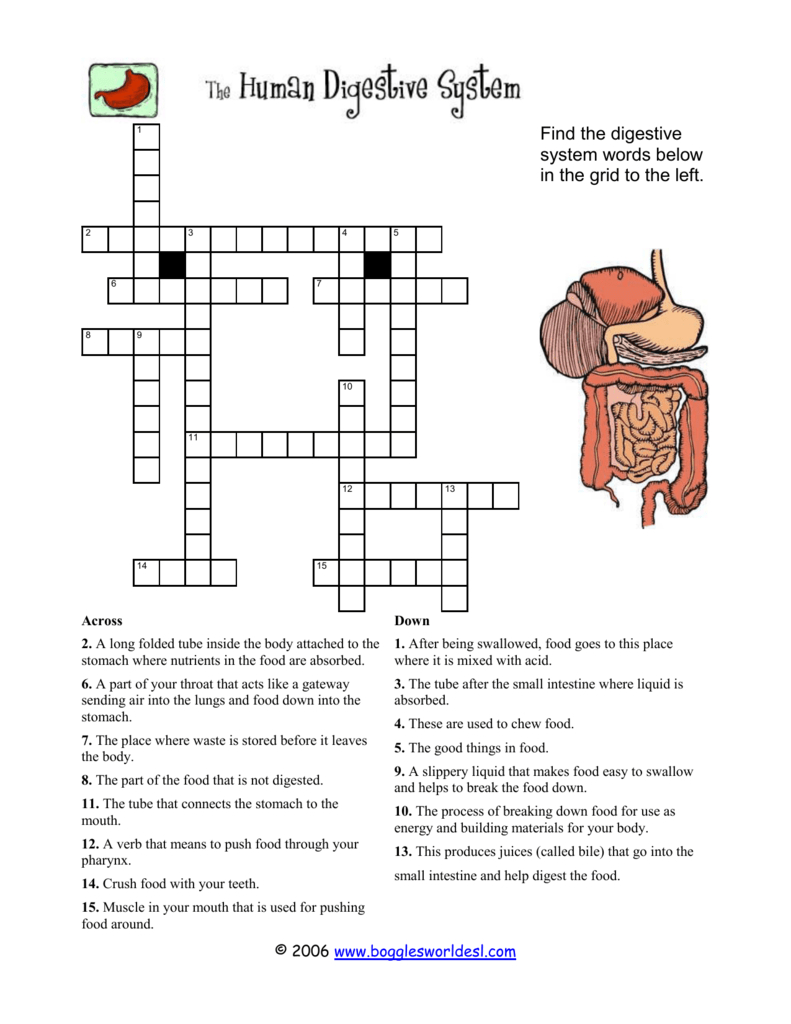 Digestive System Crossword With Digestive System Worksheet Pdf