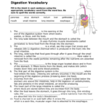 Digestive System Vocabulary Worksheet Also Digestive System Worksheet Answer Key