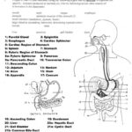 Digestive System Worksheet Answers  Briefencounters With The Human Digestive System Worksheet Answers