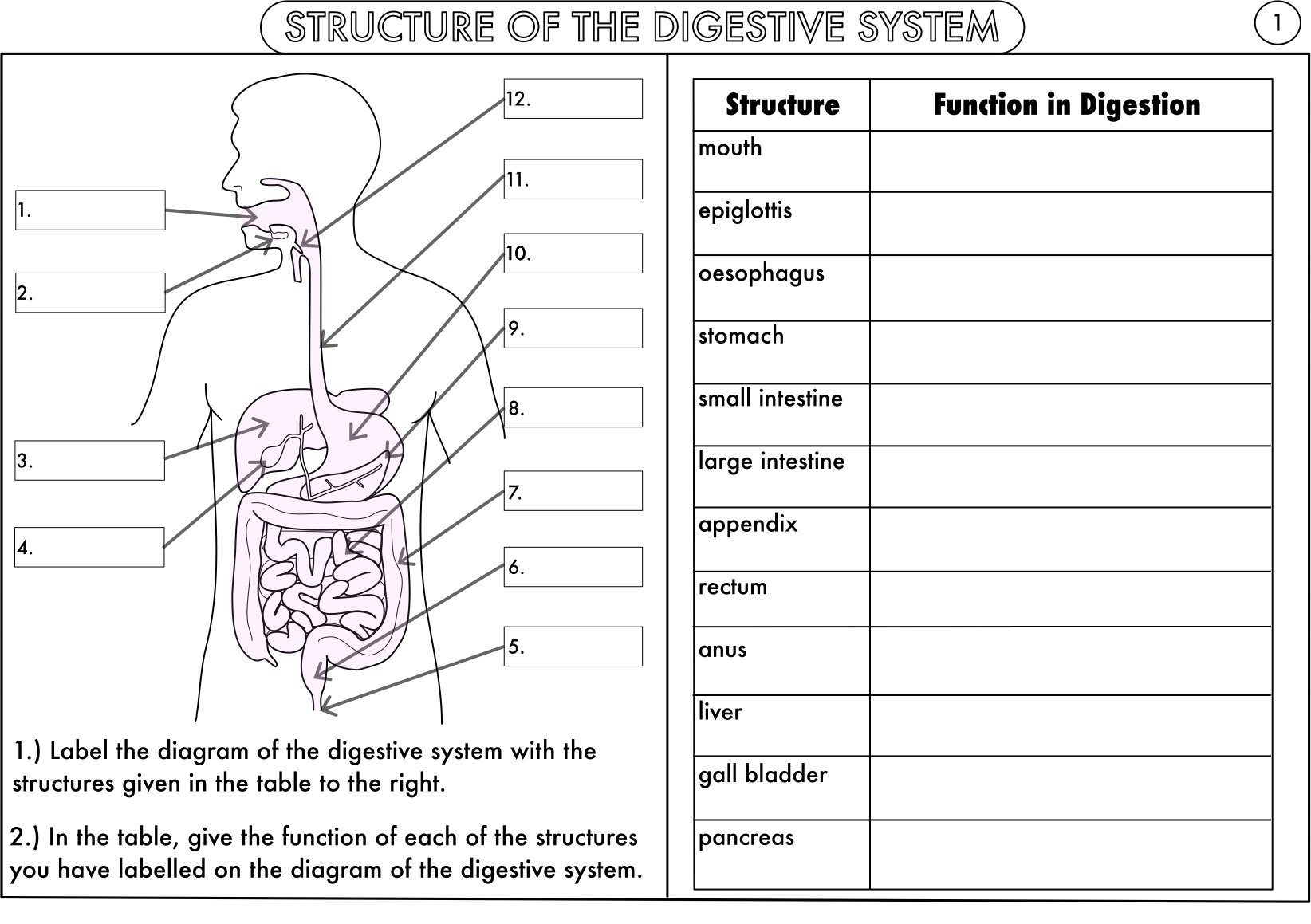 Digestive System Worksheet Pdf Great Animal And Plant Cells For Digestive System Worksheet Pdf
