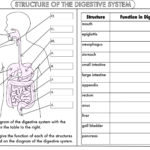 Digestive System Worksheet Pdf Great Animal And Plant Cells Intended For Function Tables Worksheet Pdf