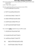 Dna Base Pairing Worksheet 1 Cgtaagcgctaatta 2 Regarding Dna Base Pairing Worksheet Answers