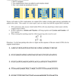 Dna Base Pairing Worksheet Along With Dna Base Pairing Worksheet Answers