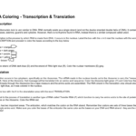 Dna Coloring  Transcription  Translation For Transcription And Translation Coloring Worksheet Answers