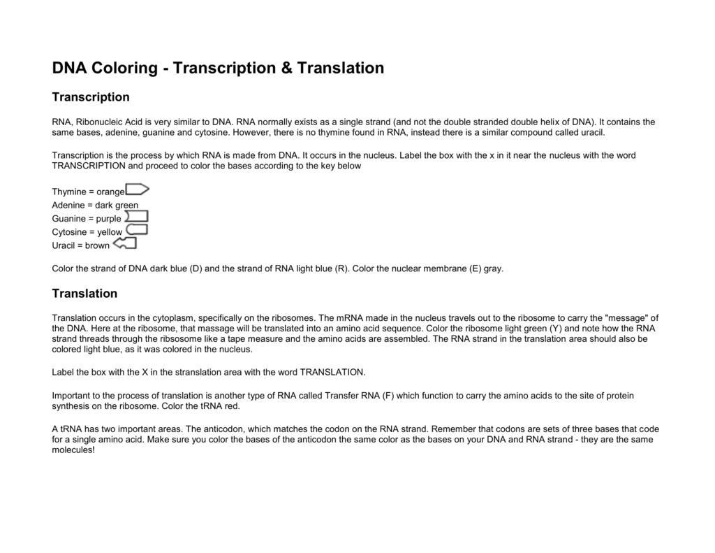Dna Coloring  Transcription  Translation For Transcription And Translation Coloring Worksheet Answers