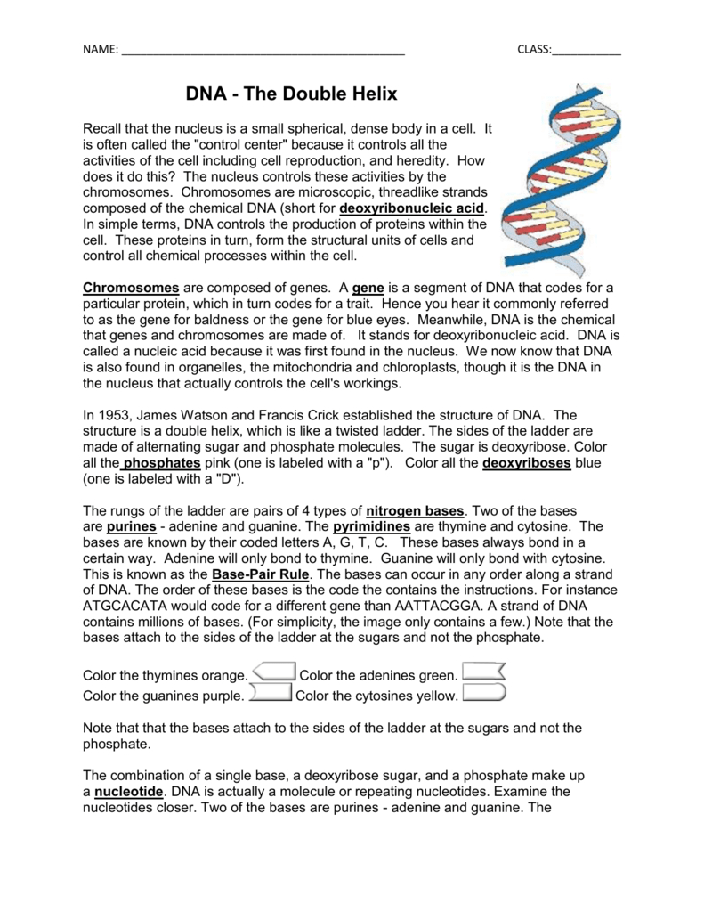 Dna  Coloring With Dna The Double Helix Coloring Worksheet
