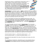Dna  Coloring Within Double Helix Coloring Worksheet Answers