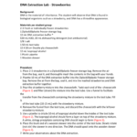 Dna Extraction Lab – Strawberries Regarding Strawberry Dna Extraction Lab Worksheet Answers