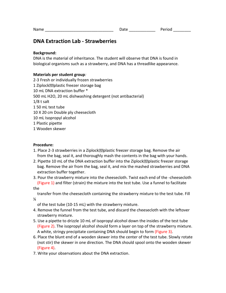 Dna Extraction Lab – Strawberries Regarding Strawberry Dna Extraction Lab Worksheet Answers