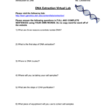 Dna Extraction Virtual Lab And Dna Extraction Virtual Lab Worksheet
