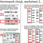 Dna Fingerprinting Worksheet Answers Graphing Linear Equations As Well As Fingerprint Worksheet Answers