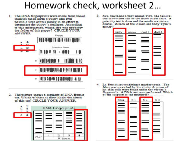 Dna Fingerprinting And Paternity Answer Key Dna Fingerprinting Worksheet Answer Key Pbs Worksheet Uses For Dna Fingerprinting Include Quemevocealice