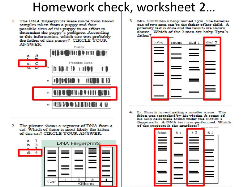 Dna Fingerprinting Worksheet Answer Key Excelguider