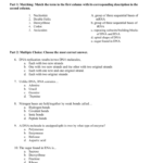 Dna Matching Worksheet Rna Protein Synthesis Test Math Worksheets Also Rna Worksheet Answers