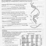 Dna Molecule And Replication Mrna And Transcription Worksheet Also Dna Replication And Transcription Worksheet Answers
