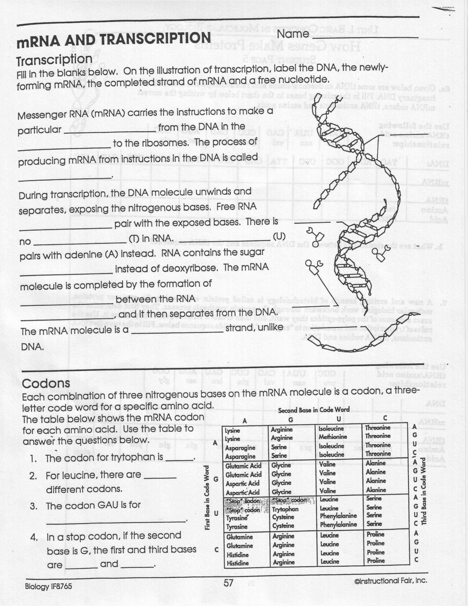 Dna Molecule And Replication Worksheet Answers  Briefencounters Pertaining To Mrna And Transcription Worksheet