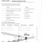 Dna Protein Synthesis Review Worksheet  Briefencounters Together With Protein Synthesis Review Worksheet