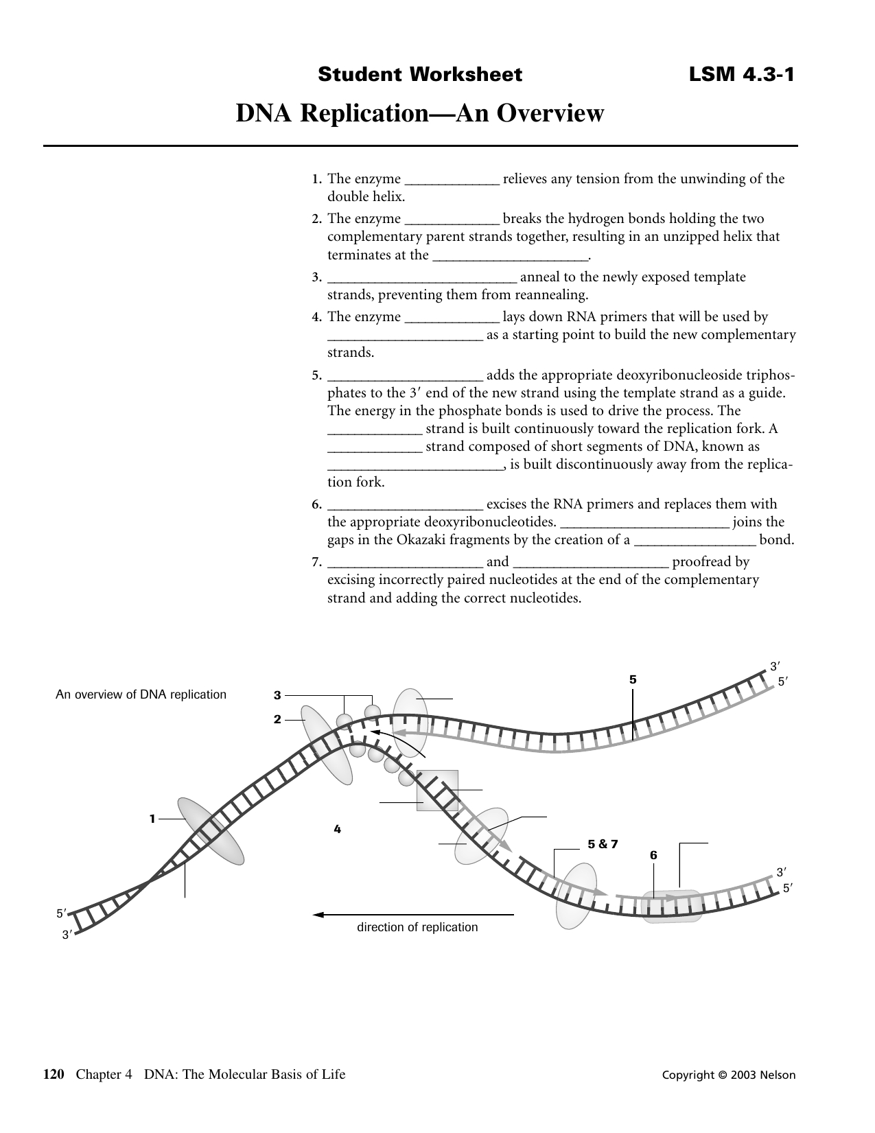 Dna Replication—An Overview And Dna And Replication Worksheet