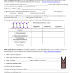 Dna Replication And Protein Synthesis Virtual Lab Throughout Dna Replication And Protein Synthesis Worksheet Answer Key