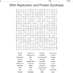 Dna Replication And Protein Synthesis Word Search  Wordmint Throughout Dna Replication And Protein Synthesis Worksheet Answer Key