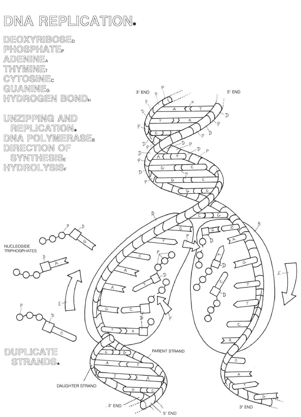 Dna Replication Coloring Page  Coloring Home Pertaining To Dna Replication Coloring Worksheet